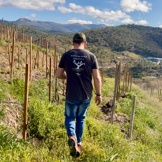 El enólogo Nacho Alvarez caminando sobre el viñedo Barreiros en el Bierzo